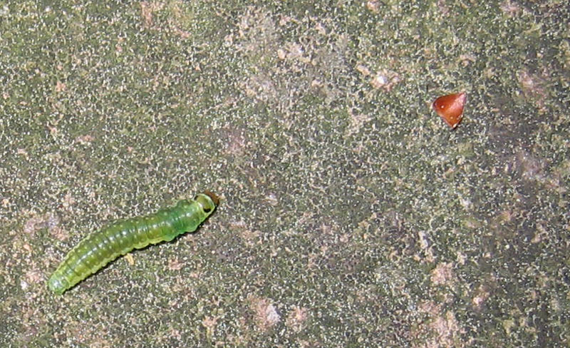 bruco Tortricidae: in particolare Archipini....dal Trentino